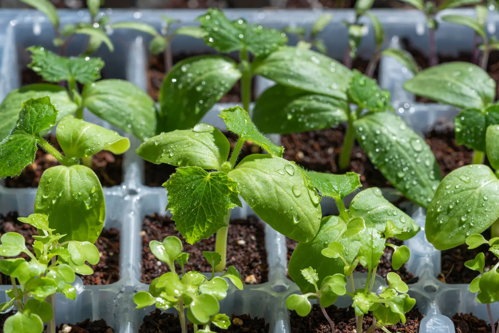 Why Do Ordinary ACs Fail Inside a Sealed Indoor Farm? HVAC and Climate Control for Indoor Agriculture in Kerala, 2026